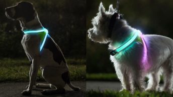 Noxgear LightHound, arnes con iluminacion led para perros